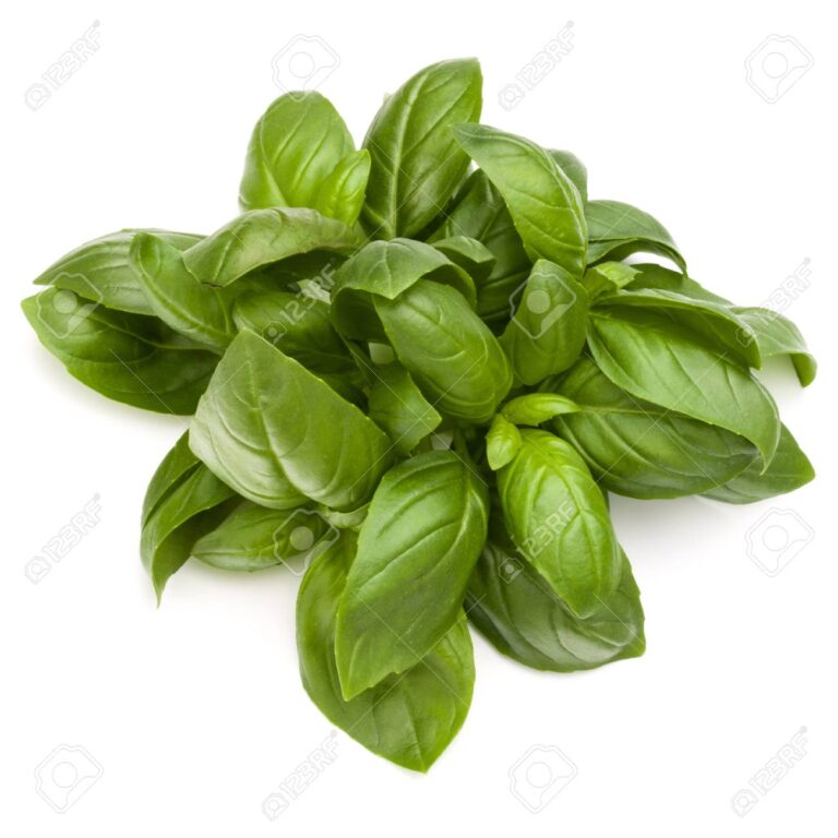 Sweet basil herb leaves bunch isolated on white background